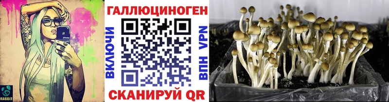 Купить  Чкаловск  Галлюциногенные грибы GOLDEN TEACHER 